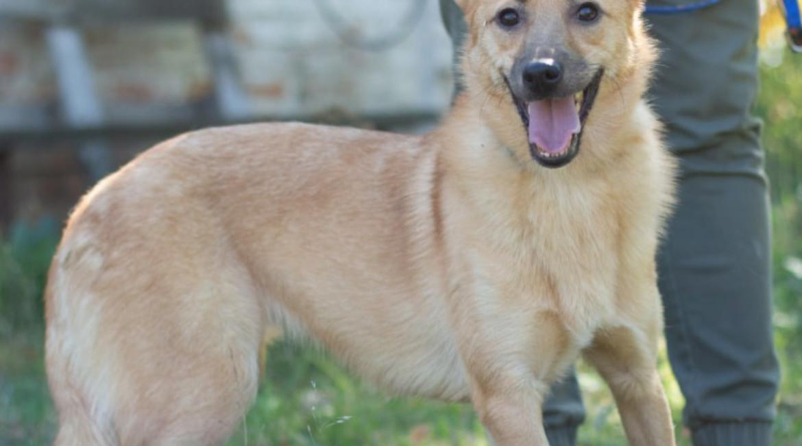 Chiens à adopter